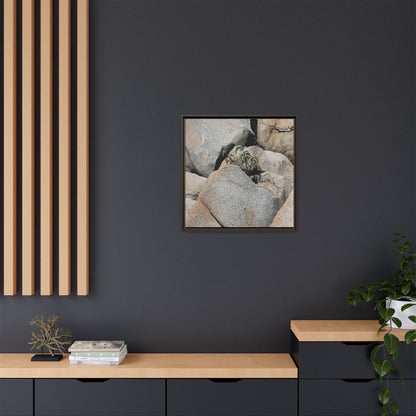 Desert Plant Thriving Among Rocks - Unique Stretched Canvas Wall Art
