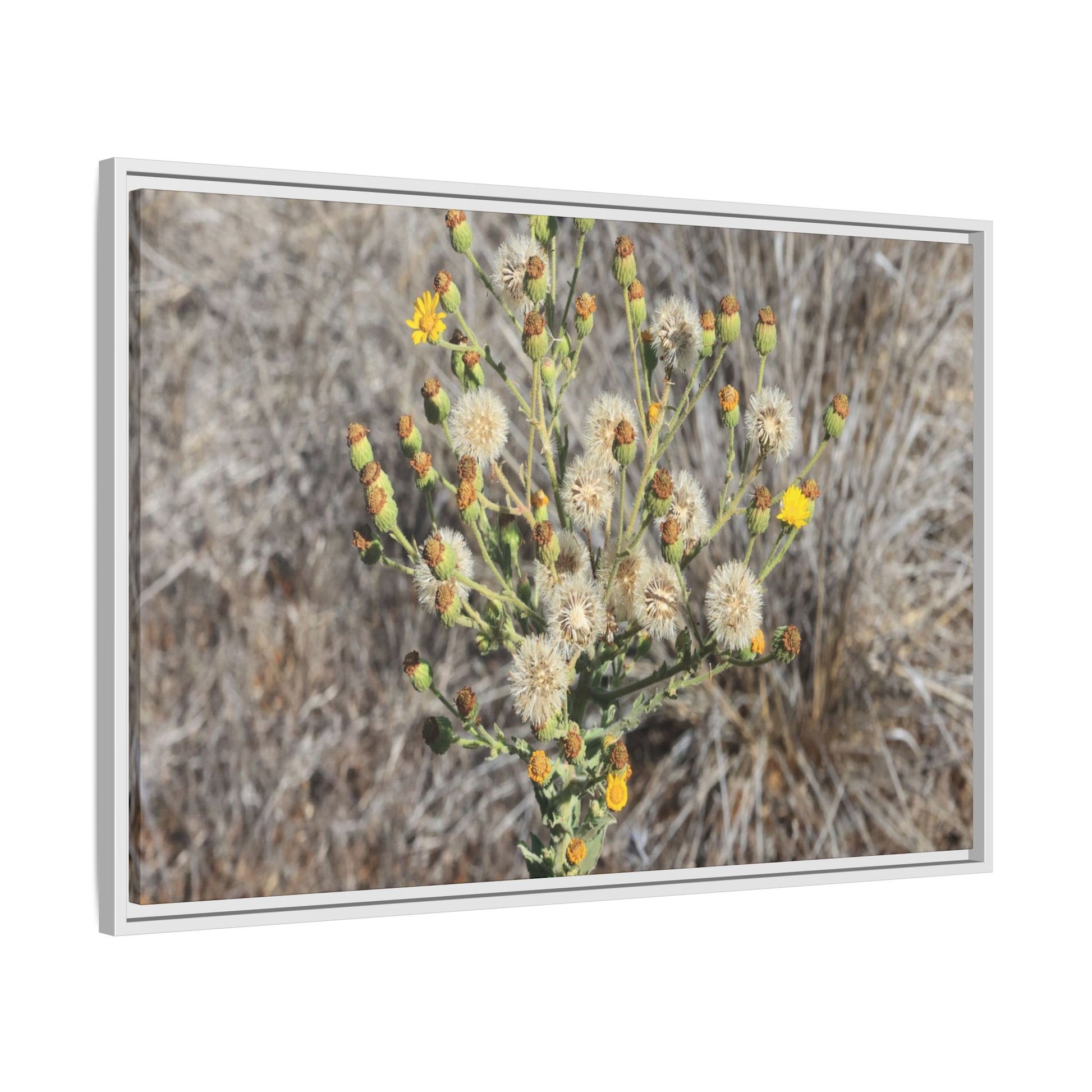 Whispers of the Dry Grass - Unique Stretched Canvas Wall Art - Art By Earth