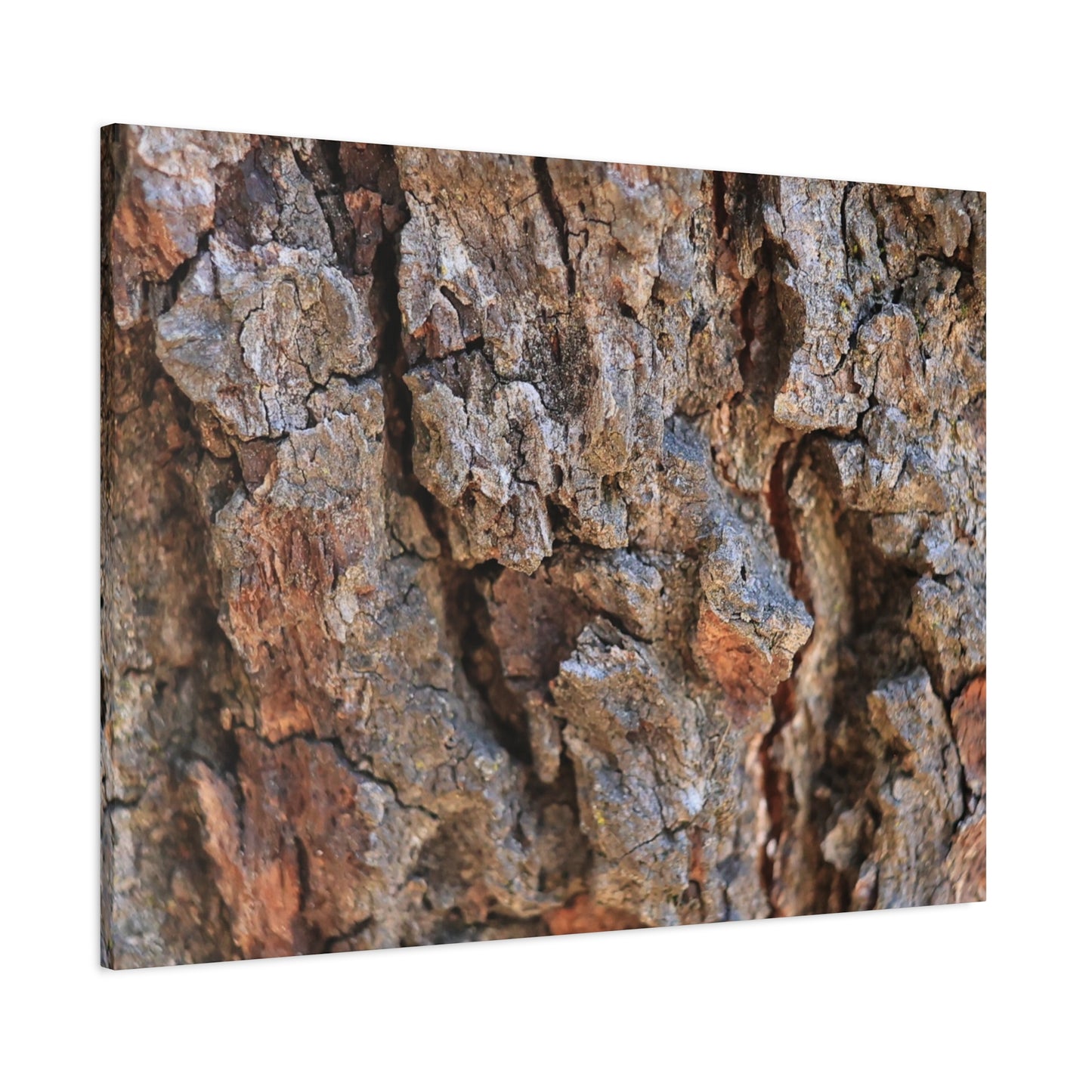 Nature's Skin - Unique Frameless Canvas Wall Art - Art By Earth