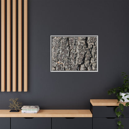 Bark Study in Gray - Unique Stretched Canvas Wall Art - Art By Earth