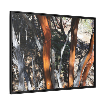 Eucalyptus Grove - Unique Stretched Canvas Wall Art