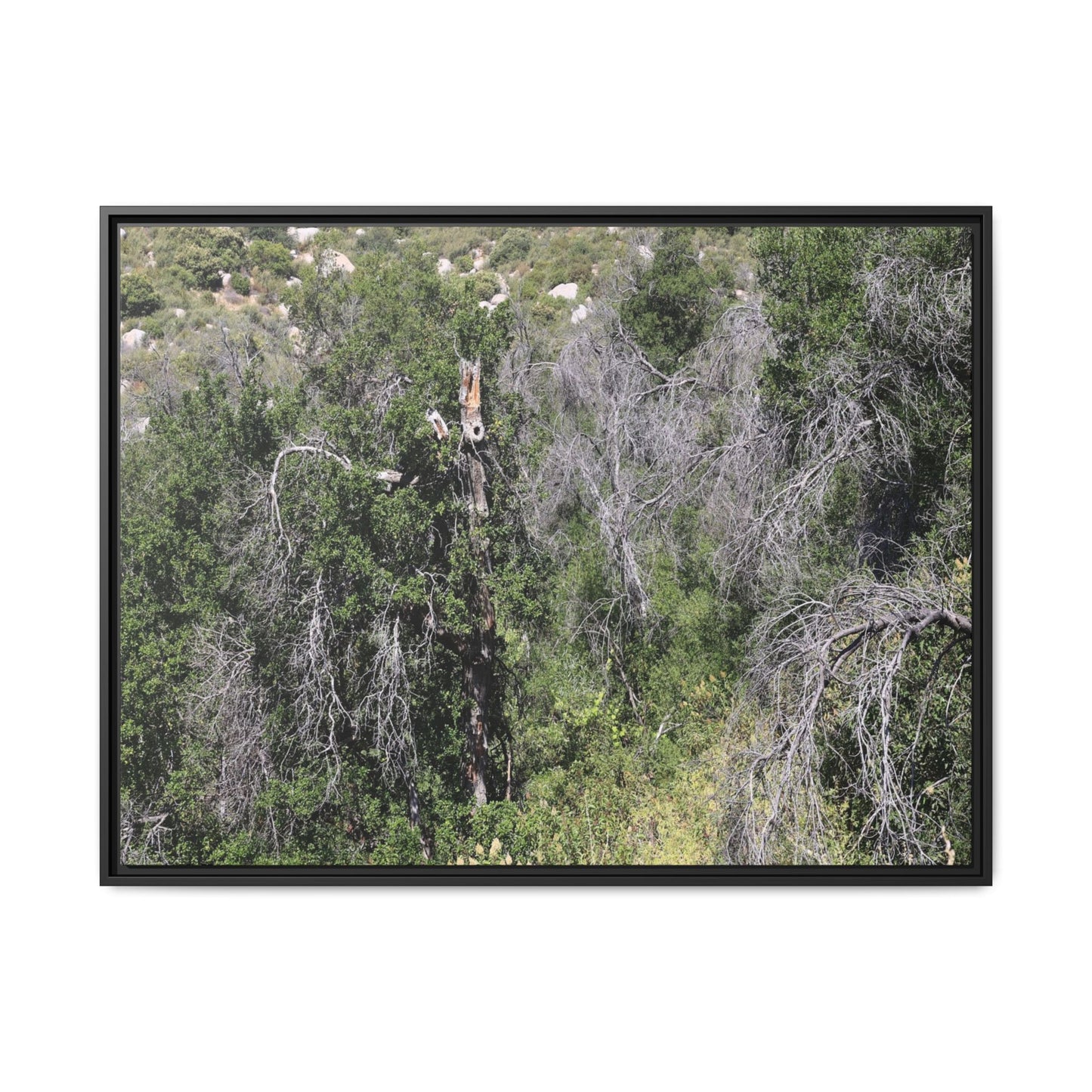 Forest Decline - Unique Stretched Canvas Wall Art