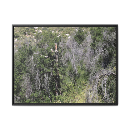 Forest Decline - Unique Stretched Canvas Wall Art