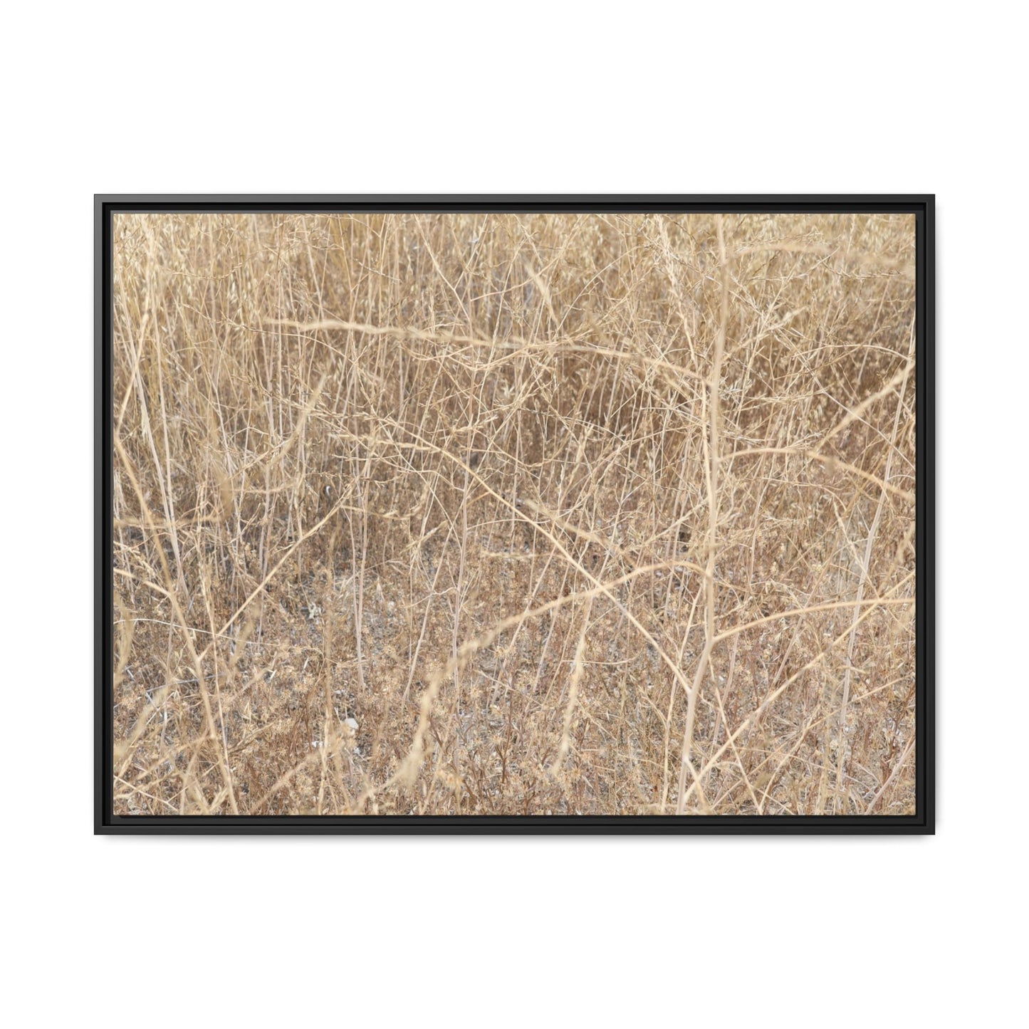 Golden Stalks - Unique Stretched Canvas Wall Art - Art By Earth