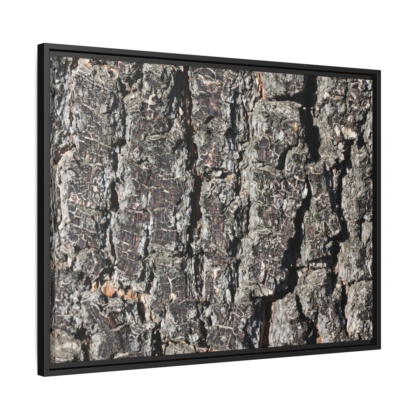 Bark Study in Gray - Unique Stretched Canvas Wall Art - Art By Earth