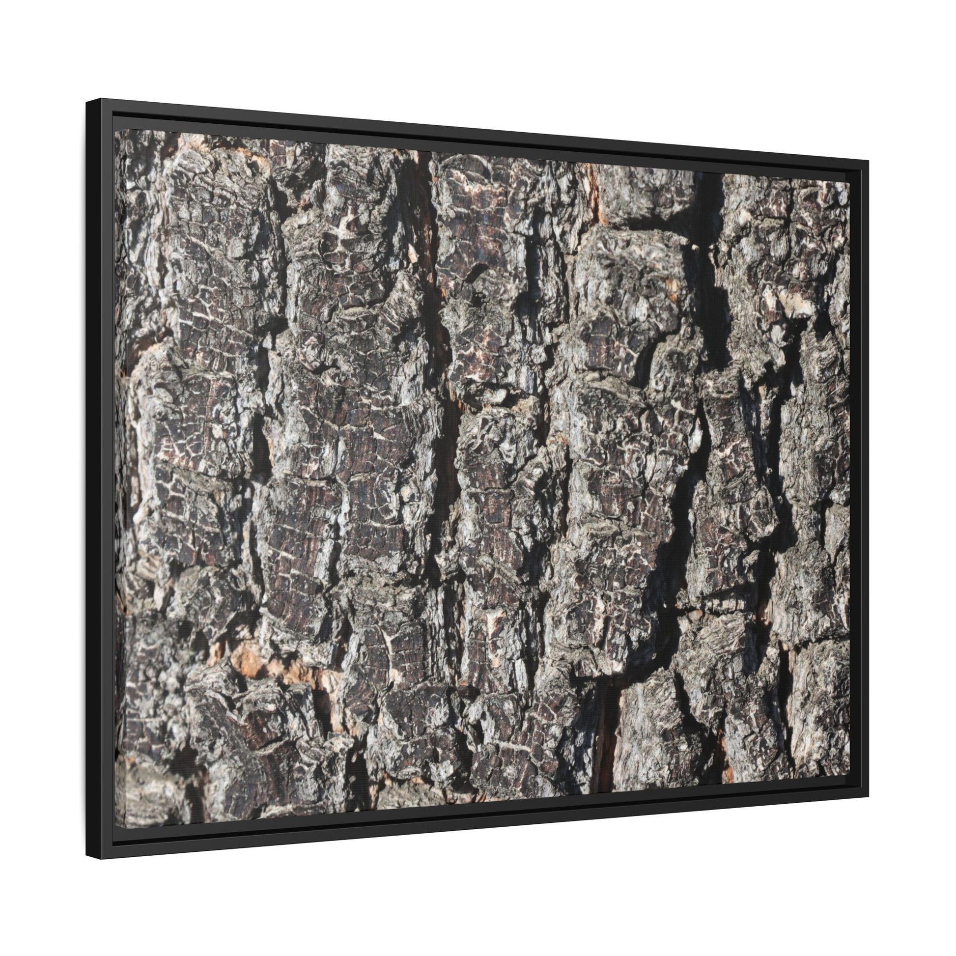Bark Study in Gray - Unique Stretched Canvas Wall Art - Art By Earth