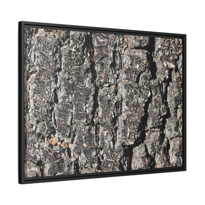 Bark Study in Gray - Unique Stretched Canvas Wall Art - Art By Earth