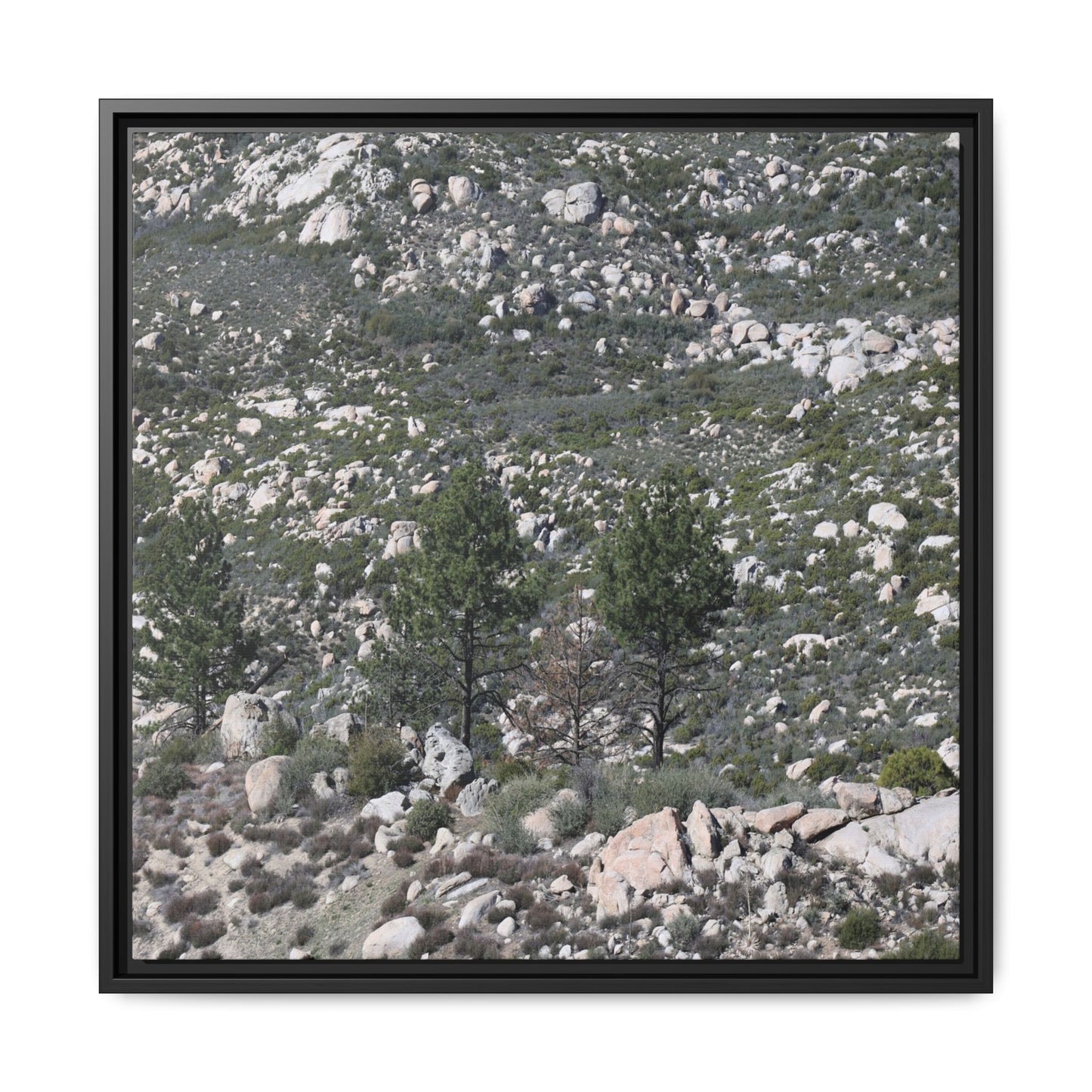 Rocky Hillside with Pine Trees - Unique Stretched Canvas Wall Art - Art By Earth