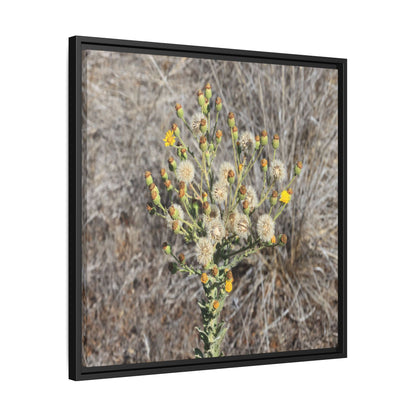 Whispers of the Dry Grass - Unique Stretched Canvas Wall Art - Art By Earth