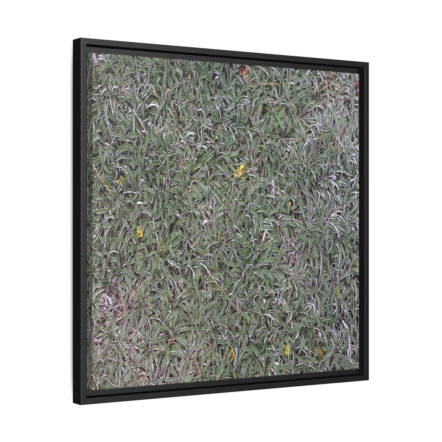 Grassy Texture - Unique Stretched Canvas Wall Art - Art By Earth