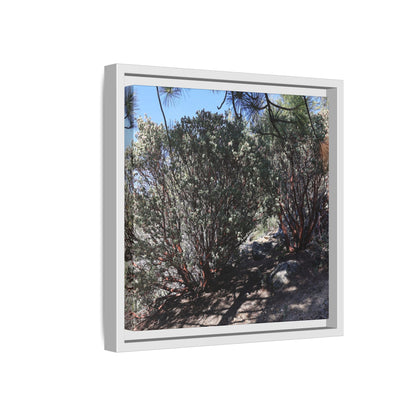Desert Trail Through Blooming Manzanita - Unique Stretched Canvas Wall Art