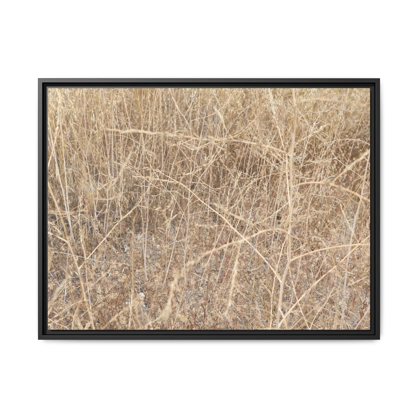 Golden Stalks - Unique Stretched Canvas Wall Art - Art By Earth