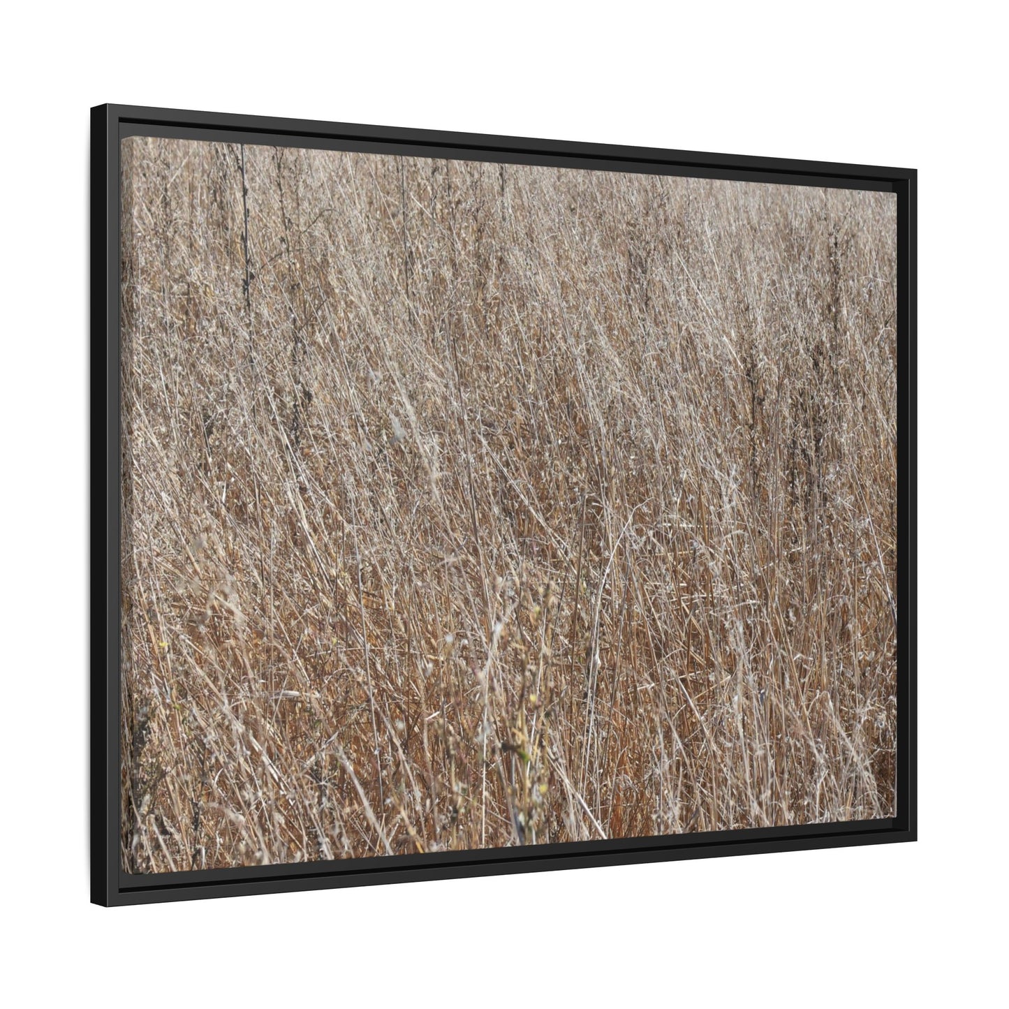 Dry Grass Symphony - Unique Stretched Canvas Wall Art - Art By Earth