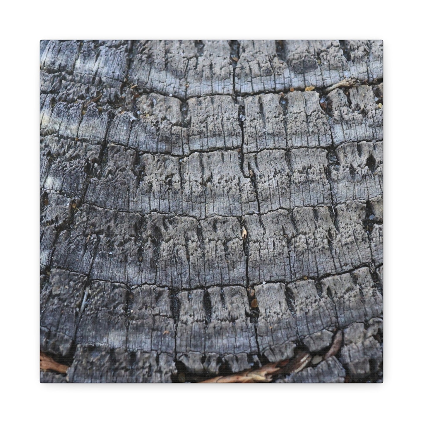 Whispers of Age - Unique Frameless Canvas Wall Art - Art By Earth