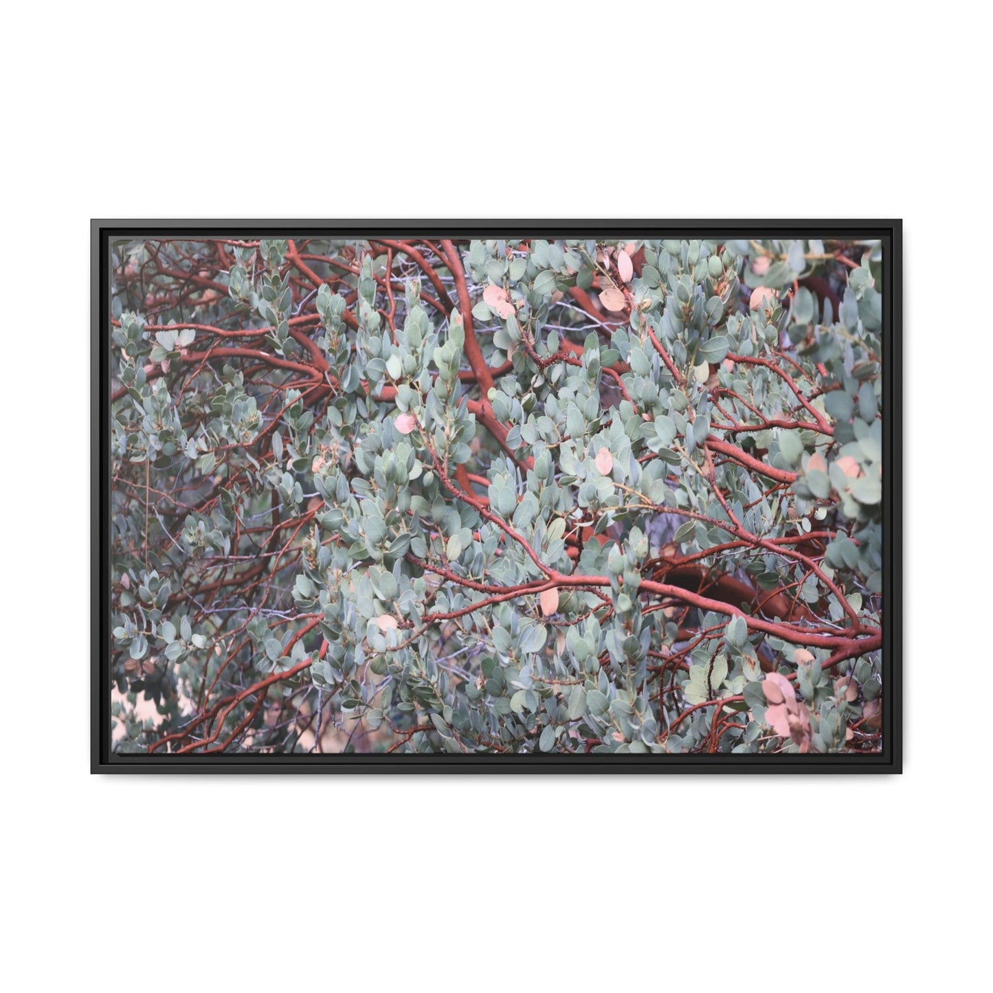 Whispers of Sage - Unique Stretched Canvas Wall Art - Art By Earth