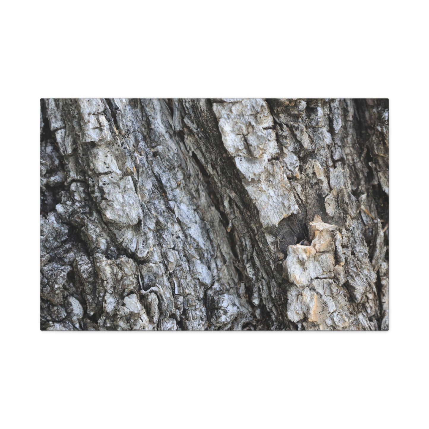 Nature's Rough Embrace - Unique Frameless Canvas Wall Art - Art By Earth