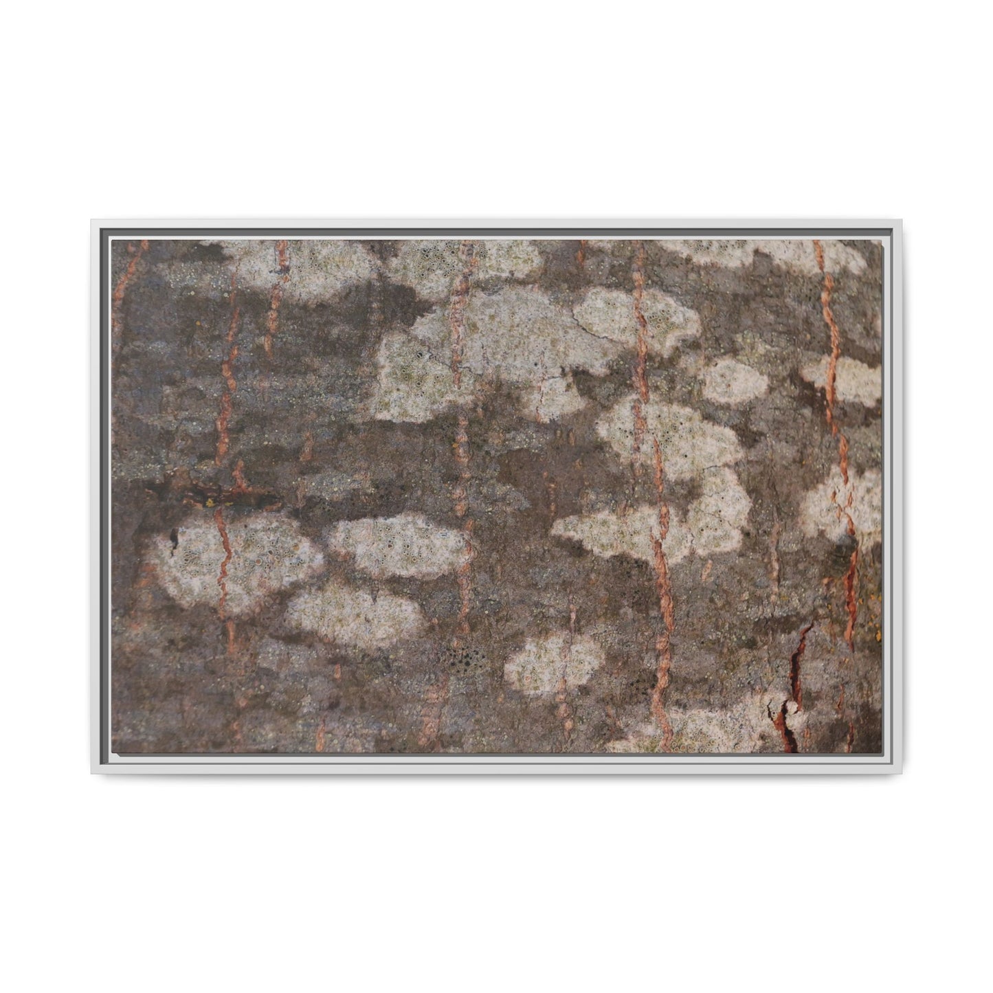 Lichen's Legacy - Unique Stretched Canvas Wall Art - Art By Earth
