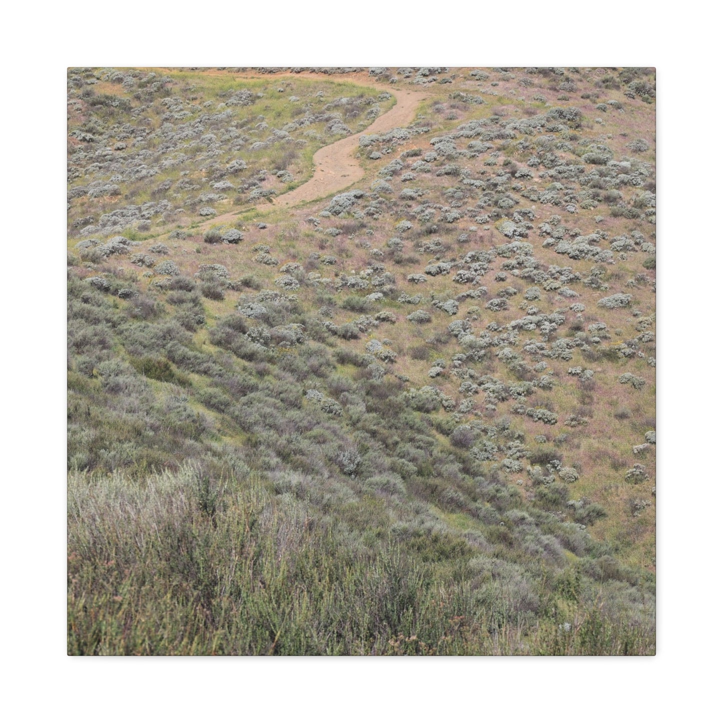 Desert Path Through Sagebrush - Unique Frameless Canvas Wall Art - Art By Earth