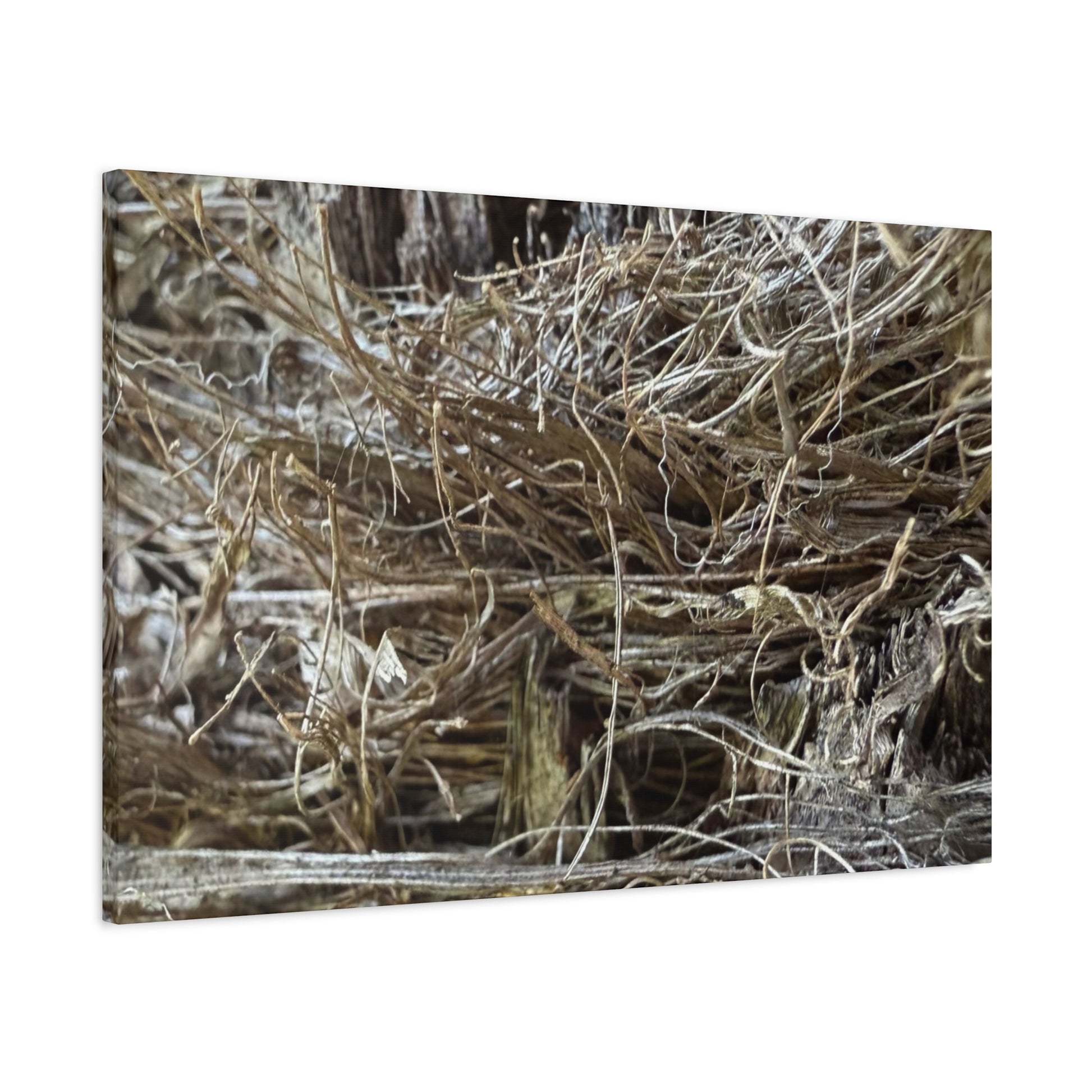 Whispers in Dry Grass - Unique Frameless Canvas Wall Art - Art By Earth