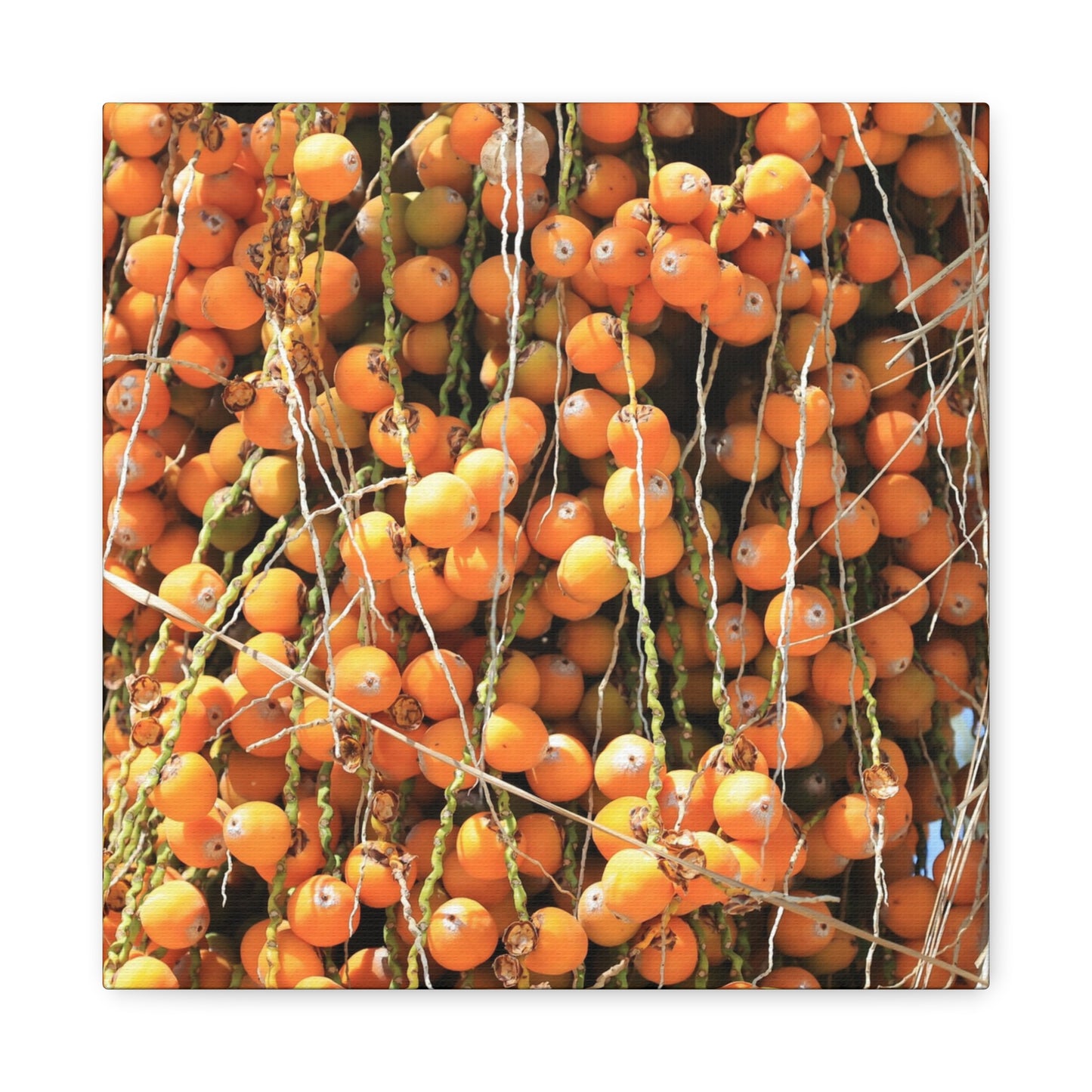 Orange Harvest - Unique Frameless Canvas Wall Art - Art By Earth