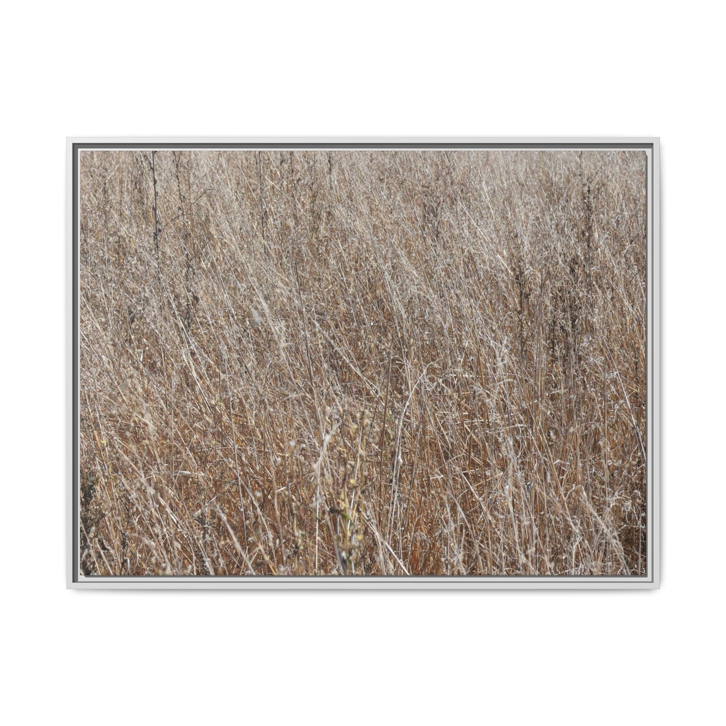 Dry Grass Symphony - Unique Stretched Canvas Wall Art - Art By Earth