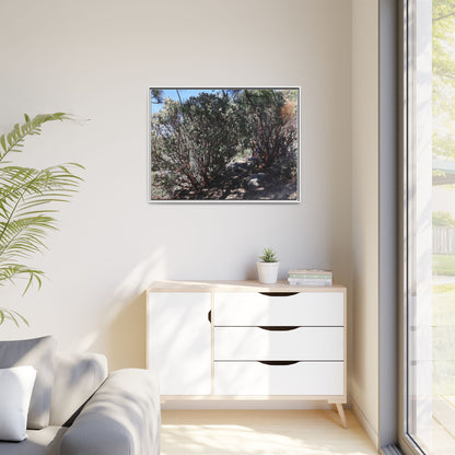 Desert Trail Through Blooming Manzanita - Unique Stretched Canvas Wall Art