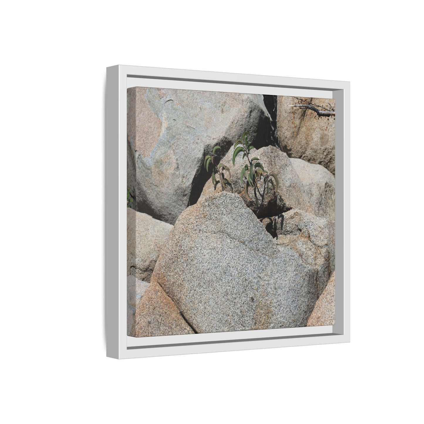 Desert Plant Thriving Among Rocks - Unique Stretched Canvas Wall Art