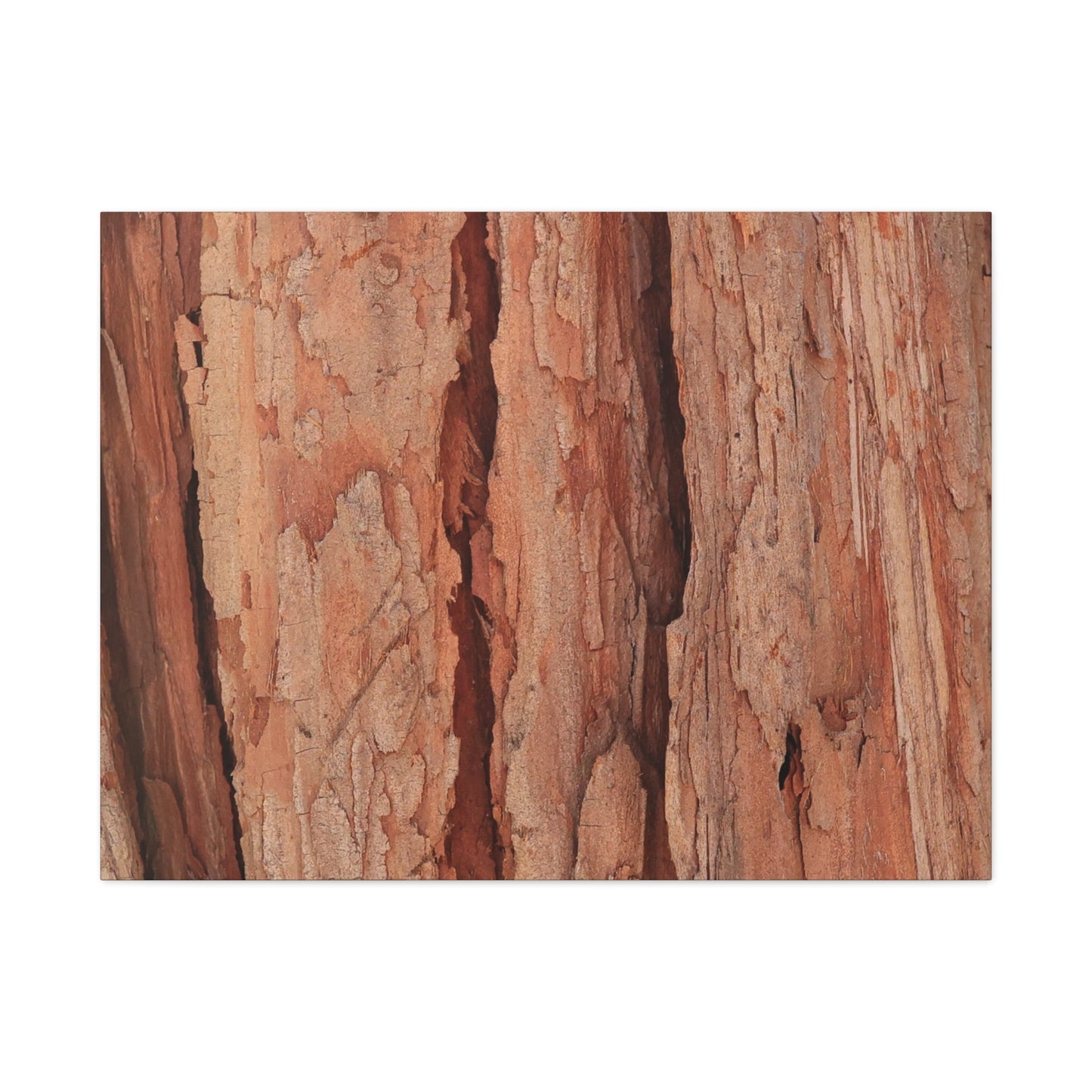 Bark Layers of Time - Unique Frameless Canvas Wall Art - Art By Earth