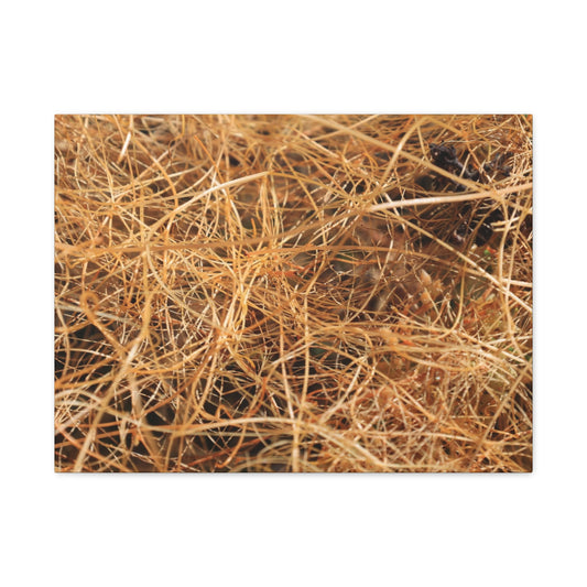 Dry Grass - Unique Frameless Canvas Wall Art - Art By Earth