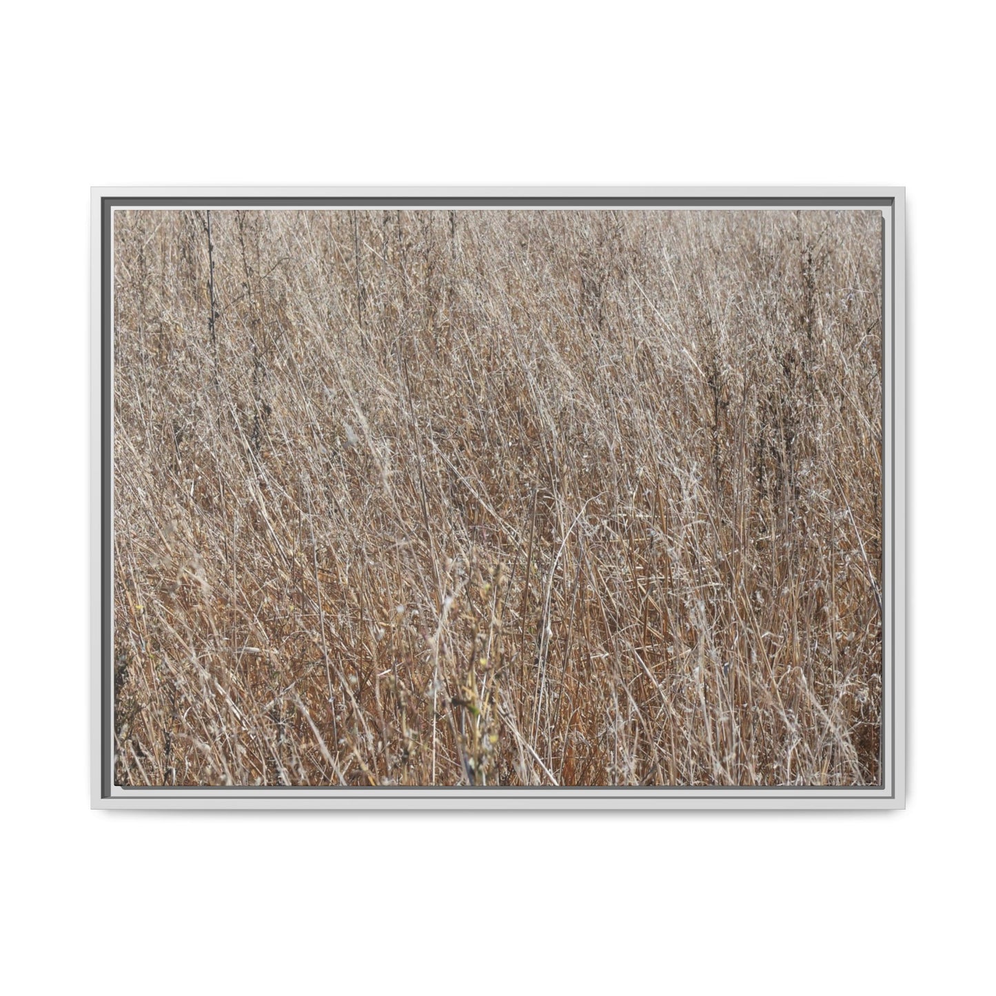 Dry Grass Symphony - Unique Stretched Canvas Wall Art - Art By Earth