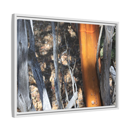Burnt Trees and Golden Trunk - Unique Stretched Canvas Wall Art