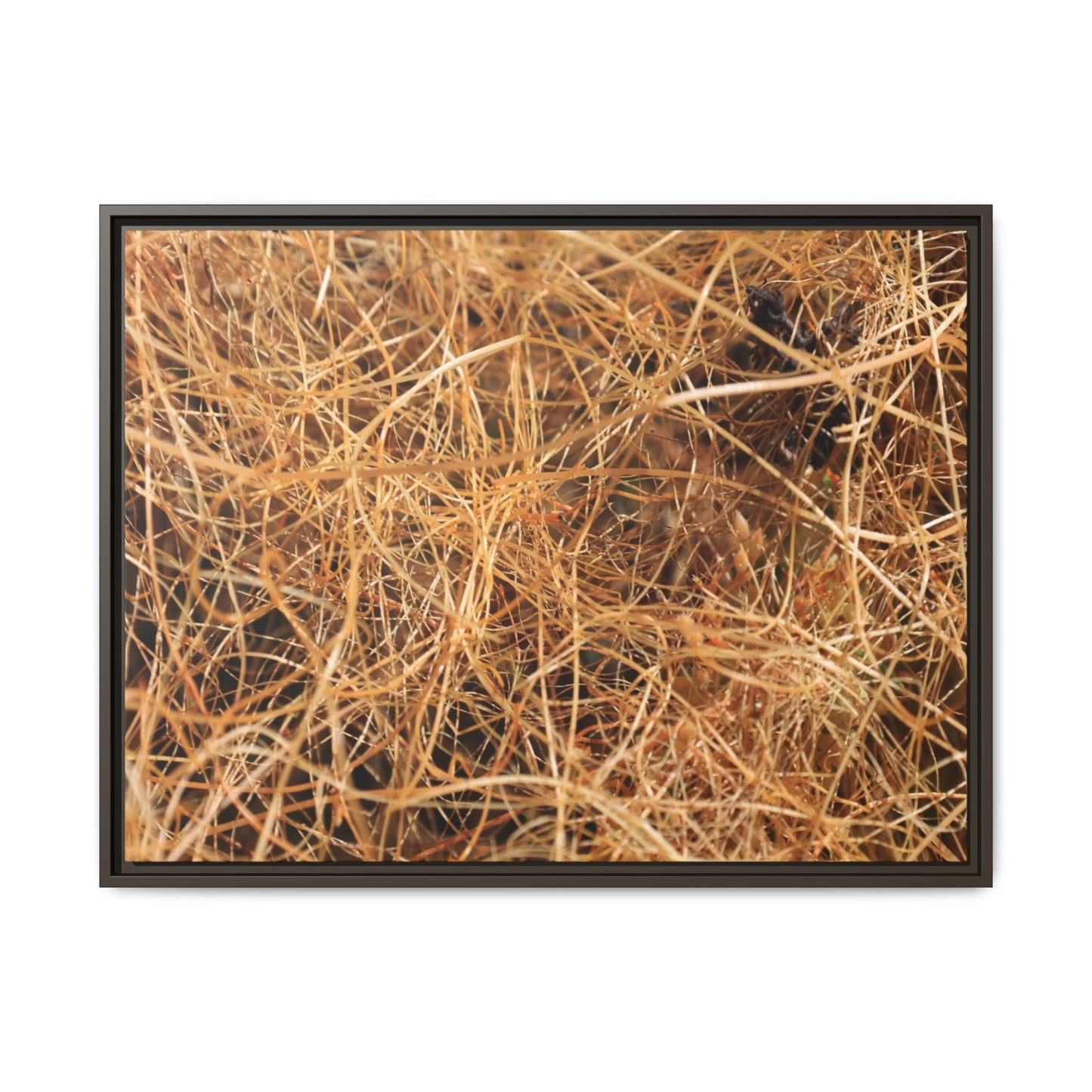Dried Grass - Unique Stretched Canvas Wall Art - Art By Earth