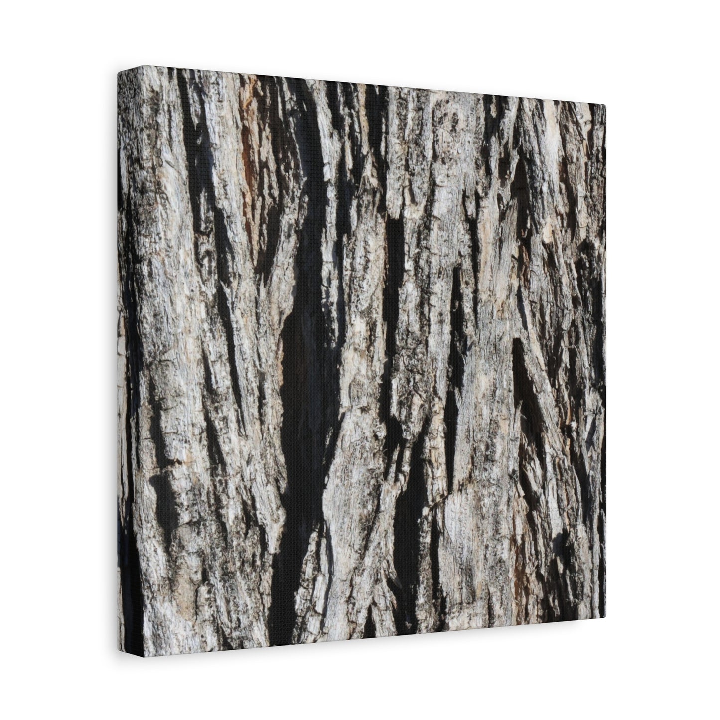 Bark Textures in Monochrome - Unique Frameless Canvas Wall Art - Art By Earth