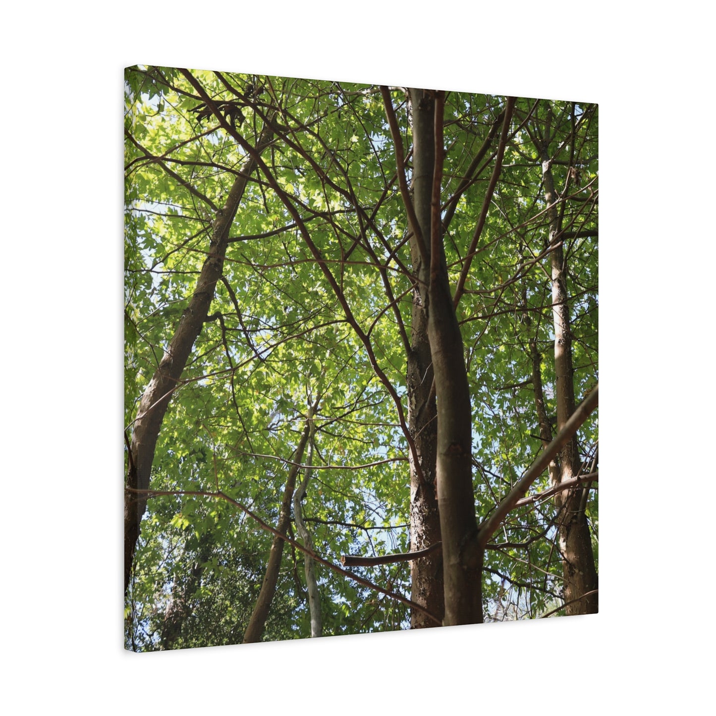 Canopy of Light - Unique Frameless Canvas Wall Art