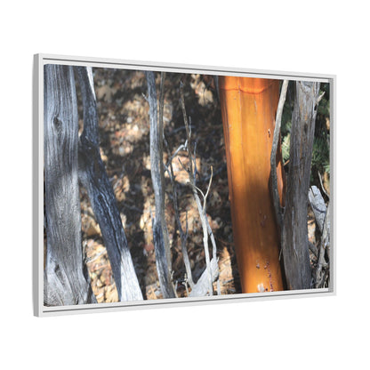 Burnt Trees and Golden Trunk - Unique Stretched Canvas Wall Art