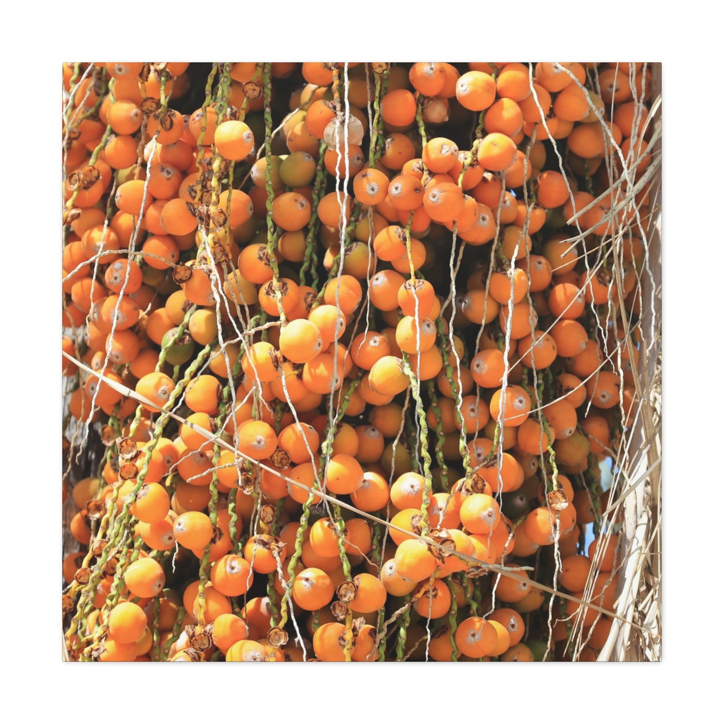 Orange Harvest - Unique Frameless Canvas Wall Art - Art By Earth
