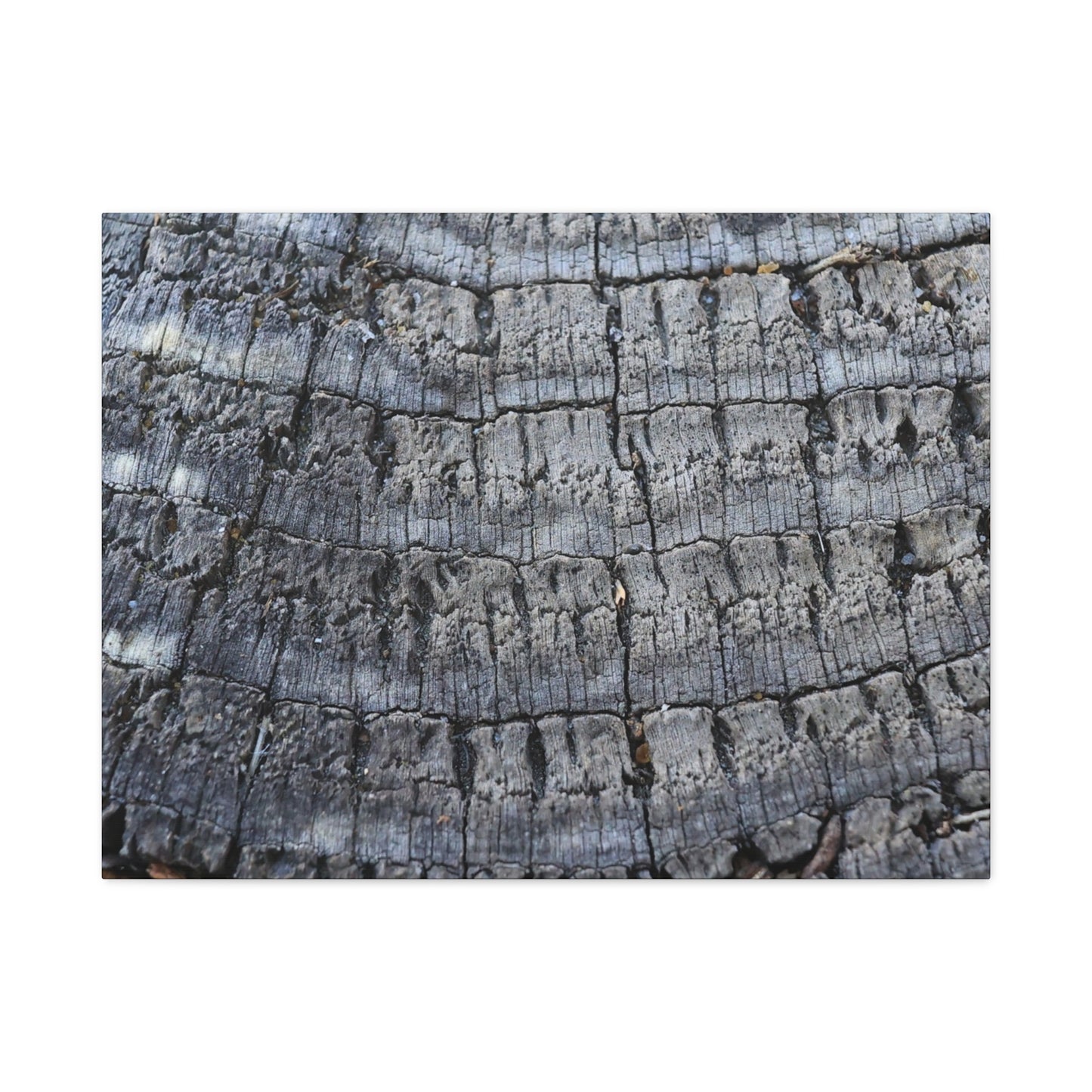 Whispers of Age - Unique Frameless Canvas Wall Art - Art By Earth