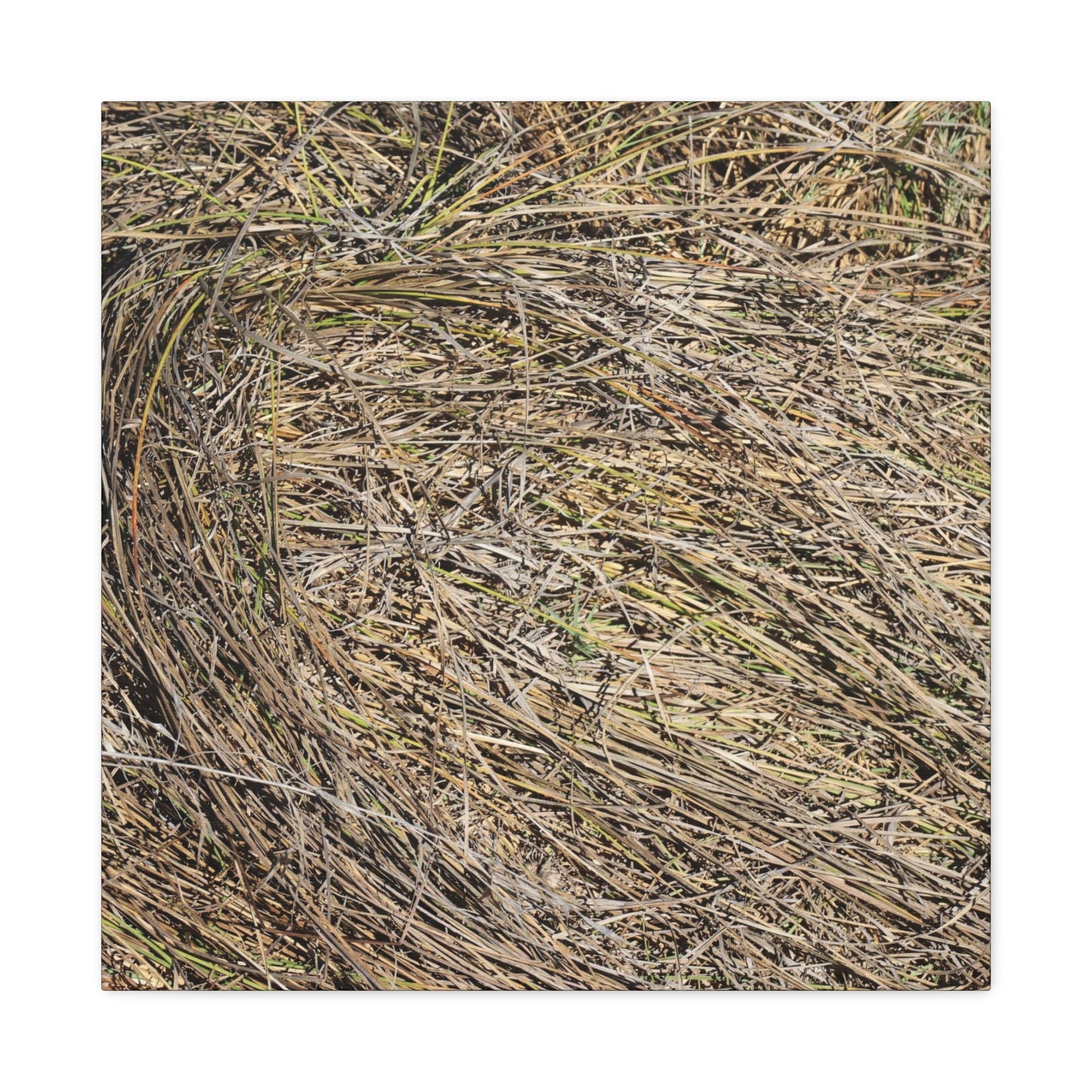 Tangled Hay - Unique Stretched Canvas Wall Art - Art By Earth