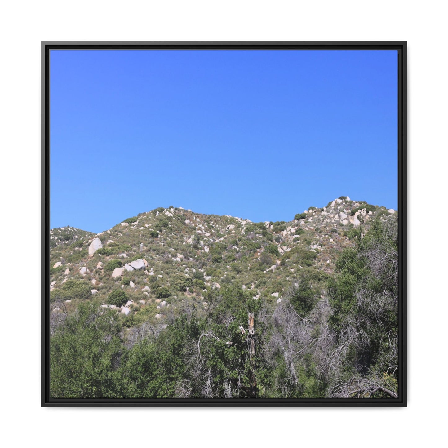 Sparse Vegetation - Unique Stretched Canvas Wall Art