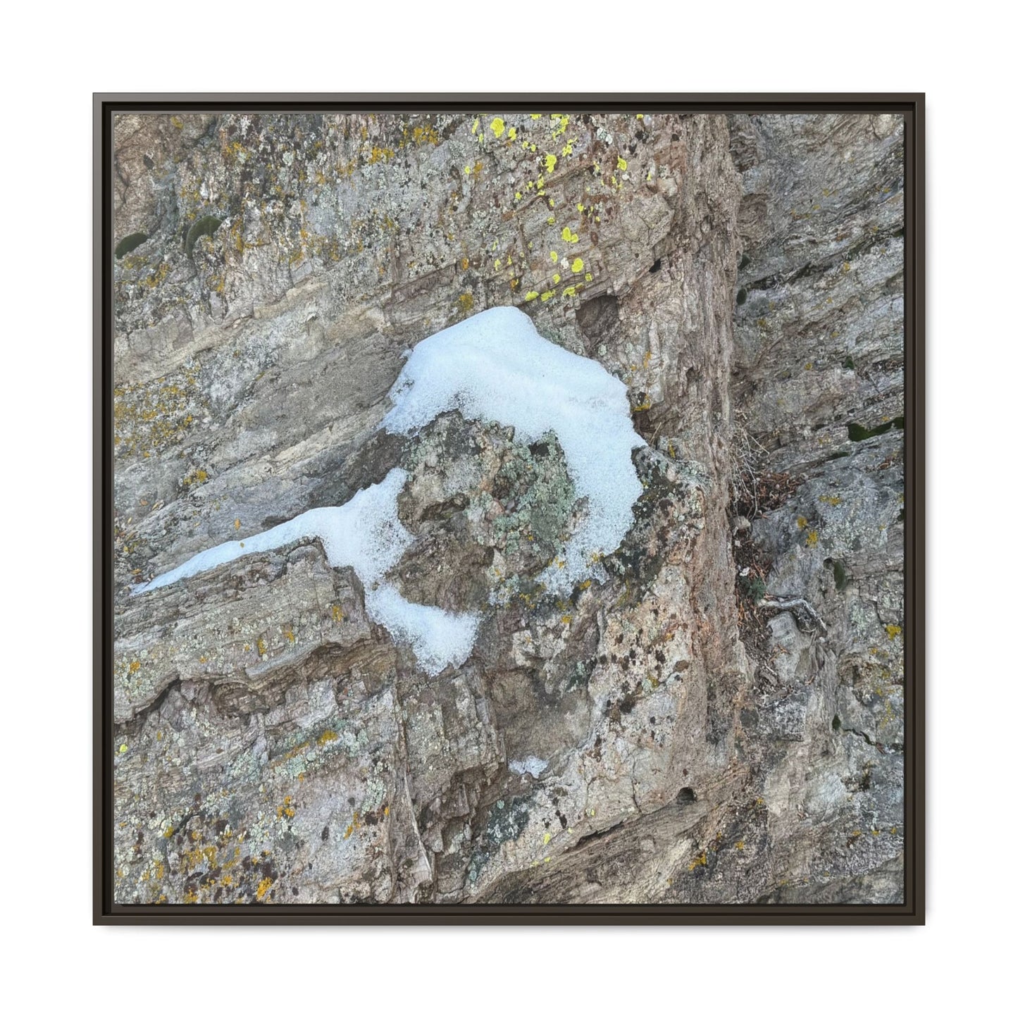 Lichen's Embrace - Unique Stretched Canvas Wall Art