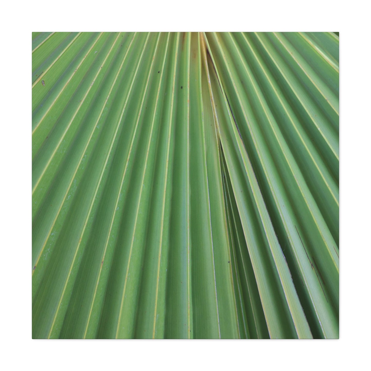 Fan of Green - Unique Frameless Canvas Wall Art - Art By Earth