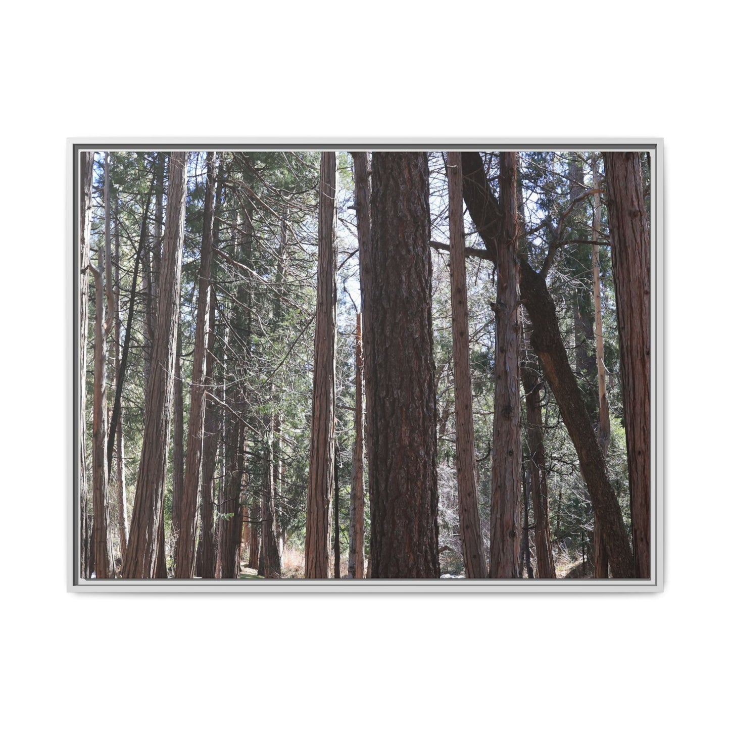 Forest Cathedral - Unique Stretched Canvas Wall Art - Art By Earth