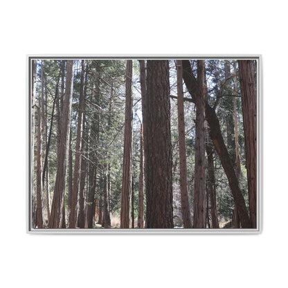 Forest Cathedral - Unique Stretched Canvas Wall Art - Art By Earth