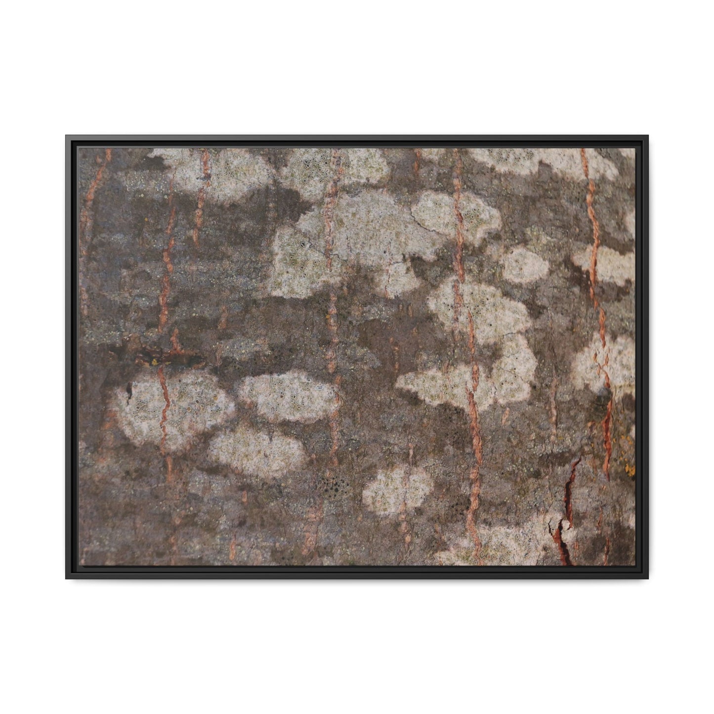 Lichen's Legacy - Unique Stretched Canvas Wall Art - Art By Earth