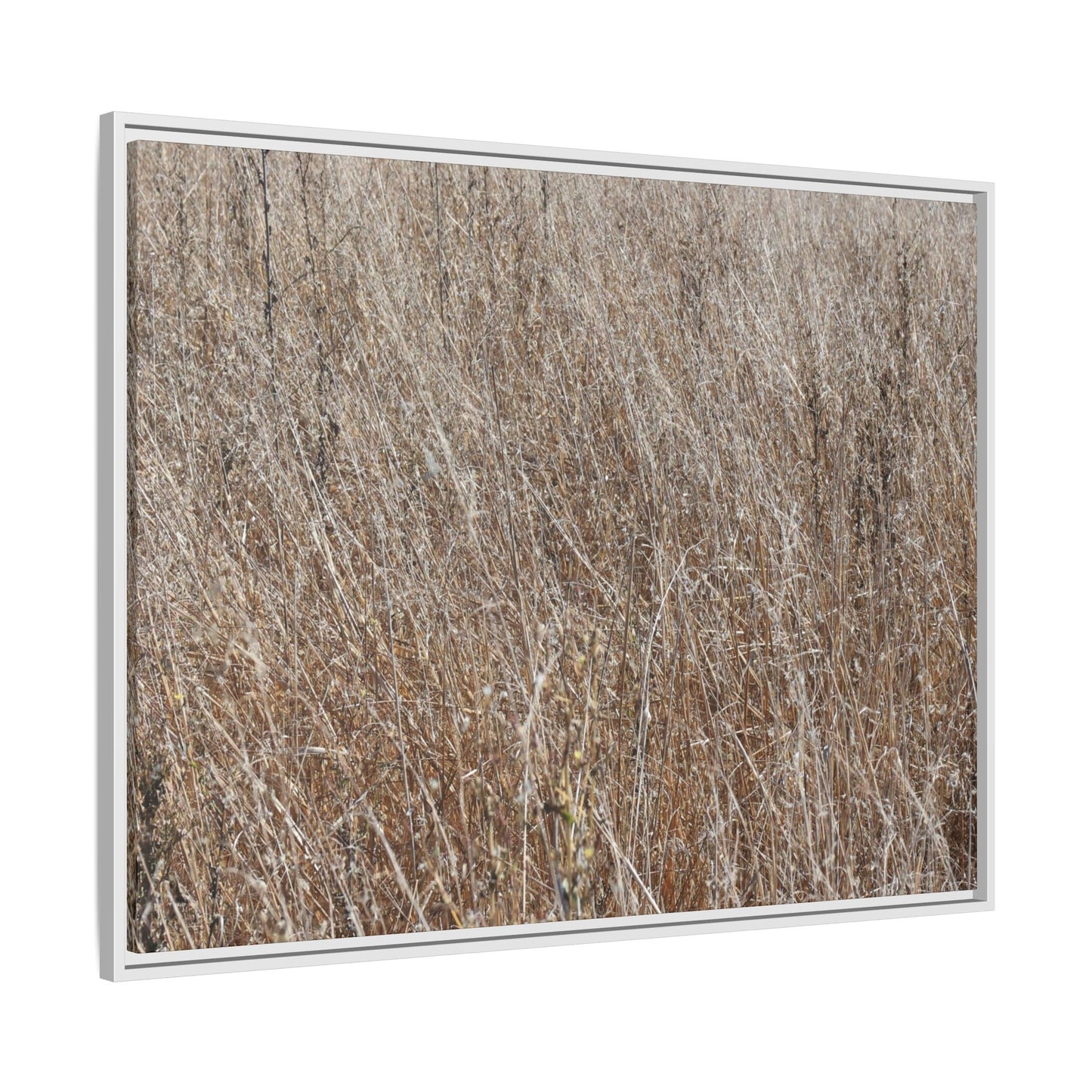 Dry Grass Symphony - Unique Stretched Canvas Wall Art - Art By Earth