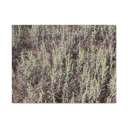 Whispers in the Sage - Unique Stretched Canvas Wall Art - Art By Earth