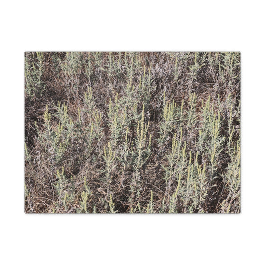 Whispers in the Sage - Unique Stretched Canvas Wall Art - Art By Earth