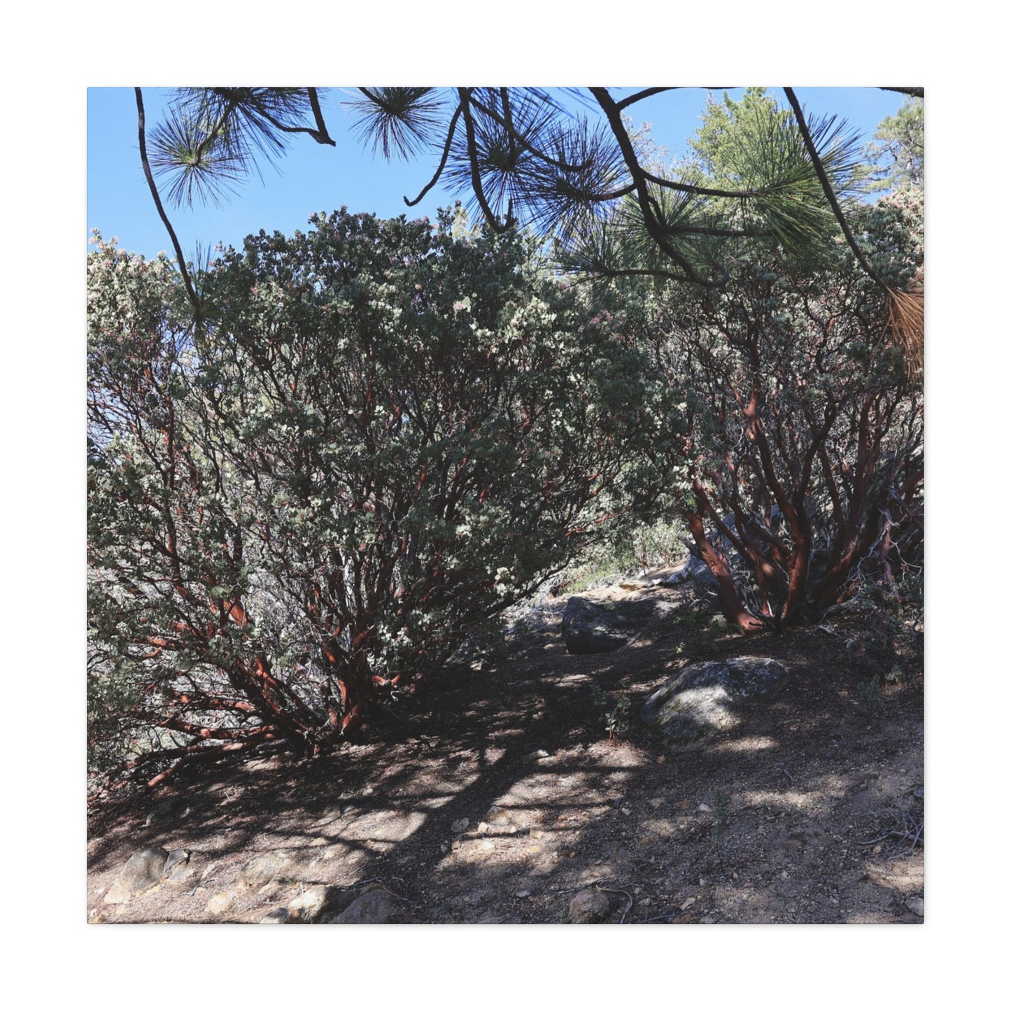 Desert Blooms - Unique Frameless Canvas Wall Art