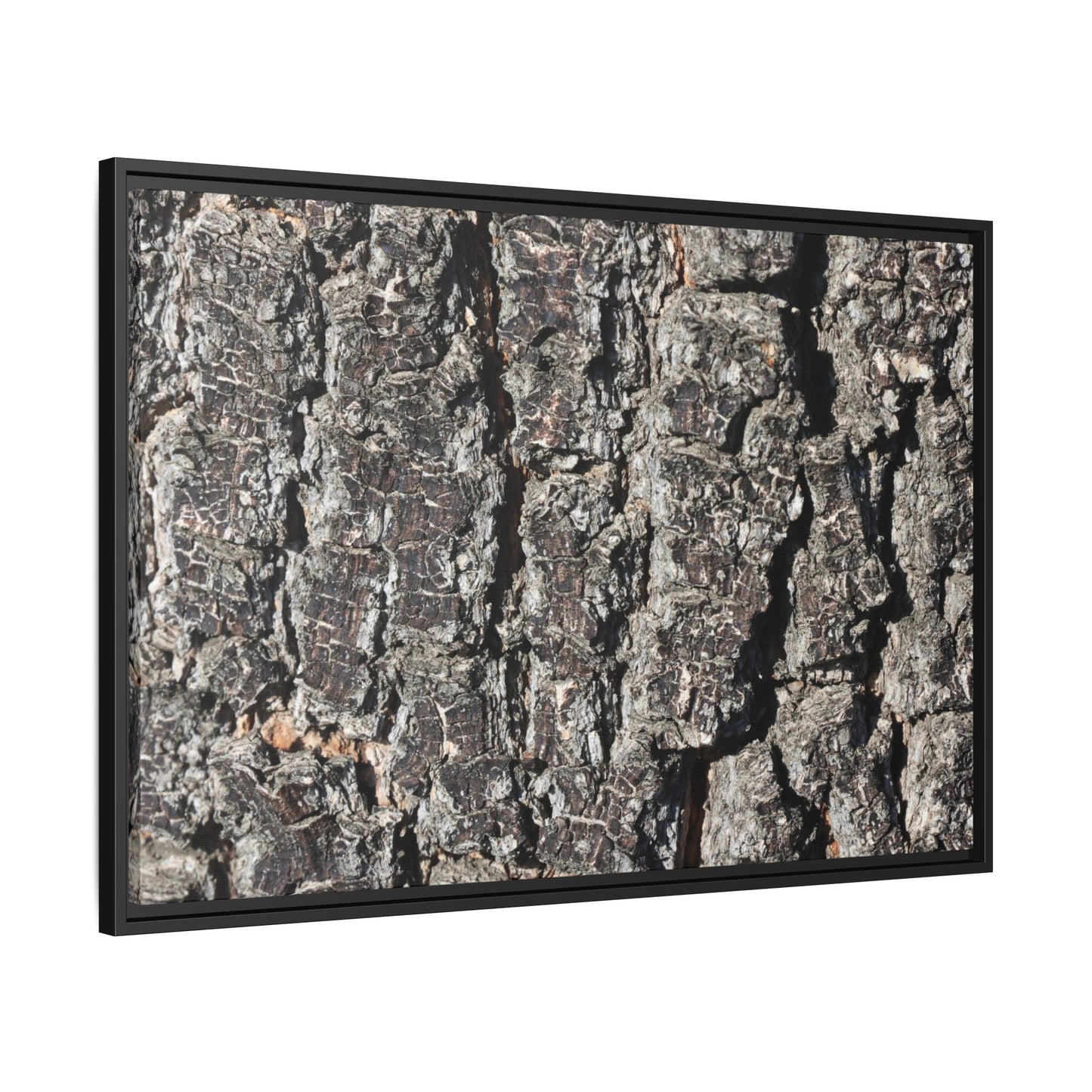 Bark Study in Gray - Unique Stretched Canvas Wall Art - Art By Earth