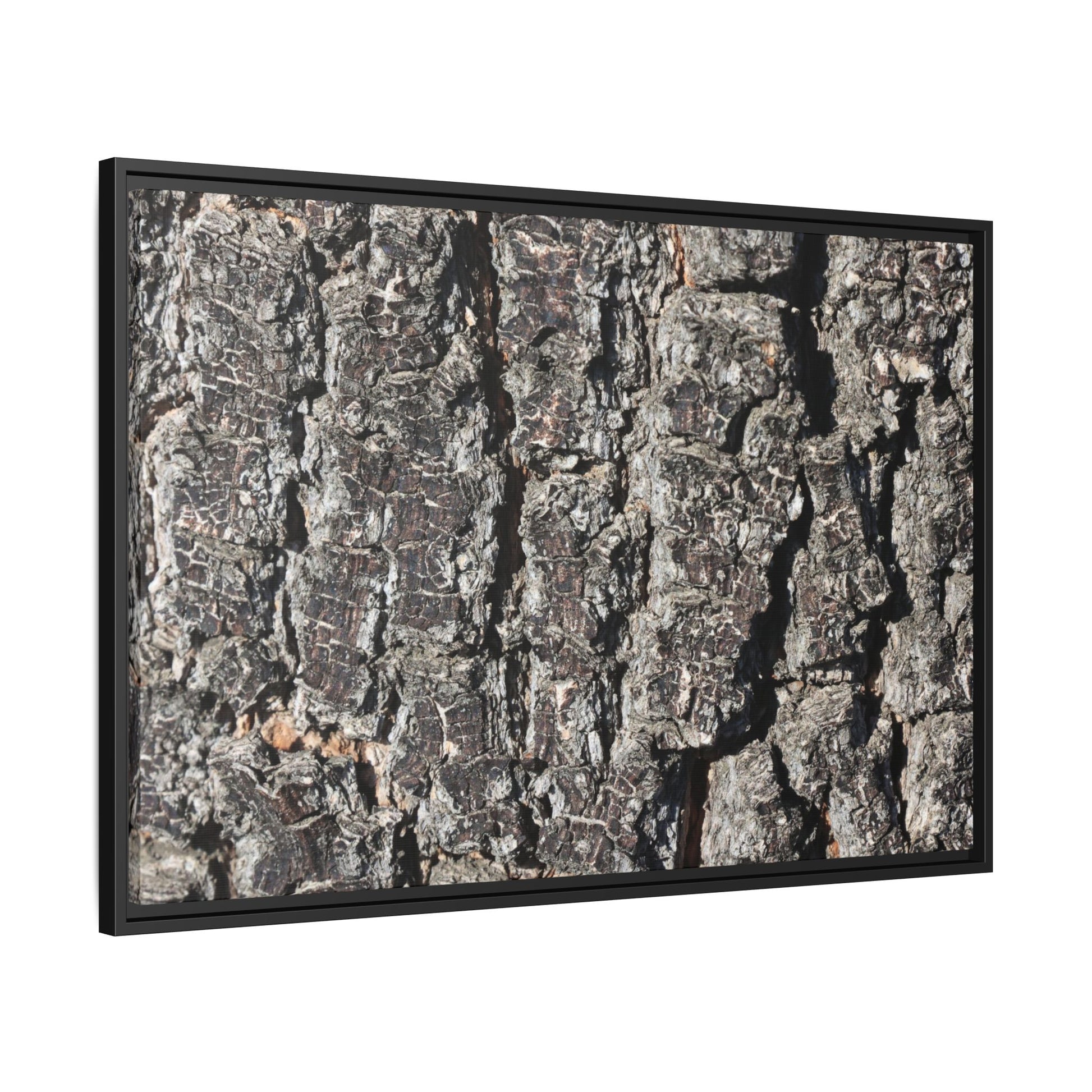 Bark Study in Gray - Unique Stretched Canvas Wall Art - Art By Earth